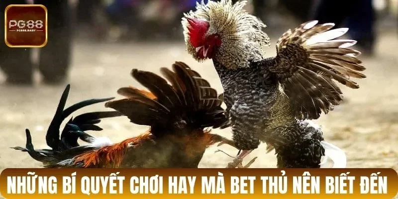 Những bí quyết chơi hay mà bet thủ nên biết đến