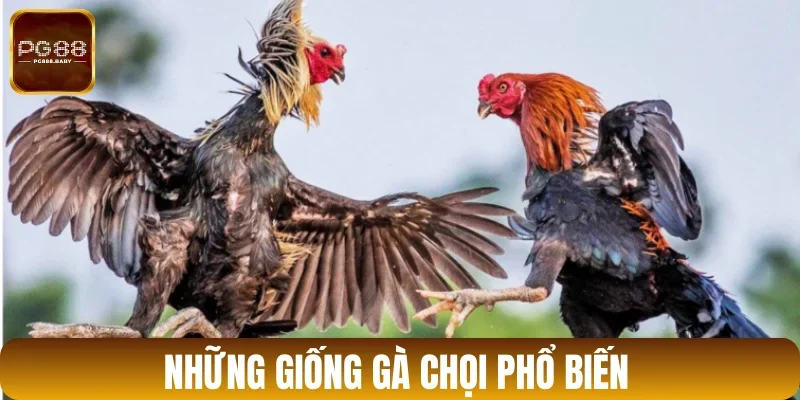 Giống gà tham chiến đa dạng tại sảnh Odin