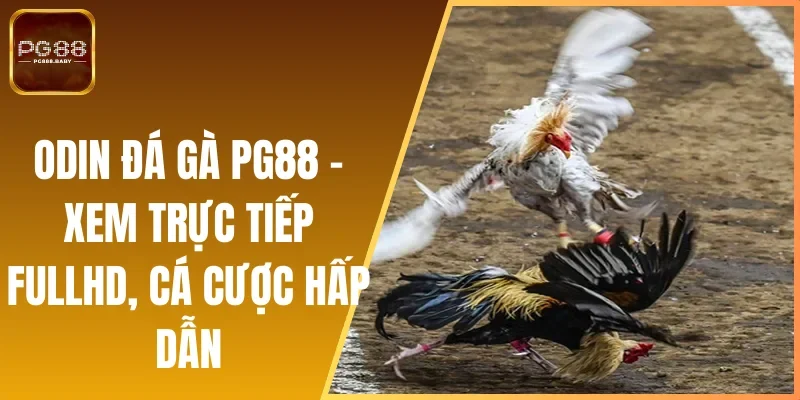 Odin Đá Gà PG88 - Xem Trực Tiếp FullHD, Cá Cược Hấp Dẫn